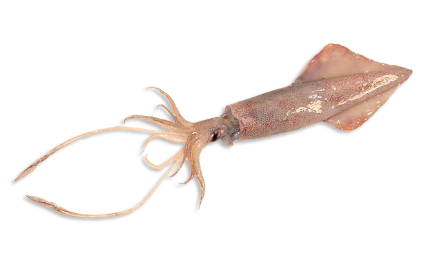 Nombres Vernáculos:Calamar, Calamar gigante <br>Nombres Comerciales:Calamar, Jumbo Flying Squi.<br>Hábitat y biología: Calamar gigante, Dosidicus gigas, puede encontrarse a profundidades de entre 200 a 700 metros..