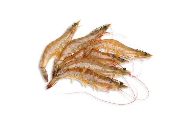 Length: Su longitud media media es 8.5 cm <br>Principales puertos de desembarco: Playas, Posorja, Guayaquil..