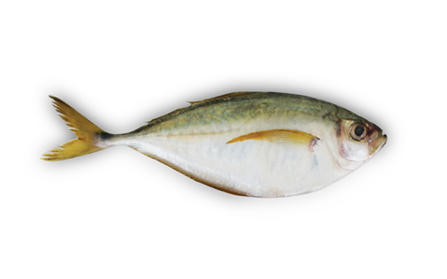 Es: Casabe orqueta<br>Fr:Sapater du Pacifique<br>In:Pacific Bumper<br>Talla:80-100 / 100-150 / 150-200 /200p gr.<br>Hábitat y biología:...