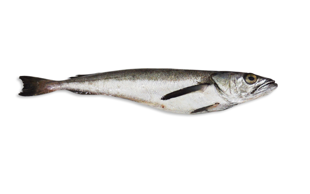 Es: Merluza maltona <br> Fr: Merlu du Chili<br> In: South Pacific Hake<br>Talla: Longitud media es de 42 cm...<br>Hábitat y biología: Las especies demersales, que vive en aguas poco profundas de la plataforma continental y también en los bancos de hasta 500 m de profundidad. <br>.