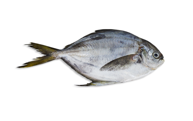 Es: Palometa cometrapo <br> Fr: Stromaté du Pacifique <br> In: Pacific harvestfish <br>Talla: Longitud máxima 25 70 cm...<br>Hábitat y biología: Se encuentra en aguas de la plataforma continental, de 12 m de profundidad,..